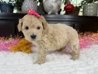 Angle, a female Havapoo for sale in Springfield, MO – 4 of 10