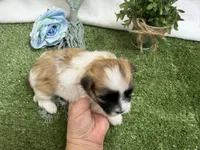 Trent, a male Mal Shi for sale in Springfield, MO – 9 of 10