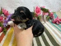Lucey, a female Havanese for sale in Springfield, MO – 3 of 9