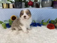 Toy size Clover blue eyes!!, a male Aussiedoodle for sale in Springfield, MO – 7 of 10