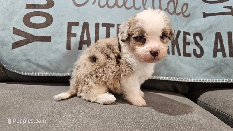 Toy size Caleb blue eyes !!! – Aussiedoodle puppy for sale in Springfield, MO