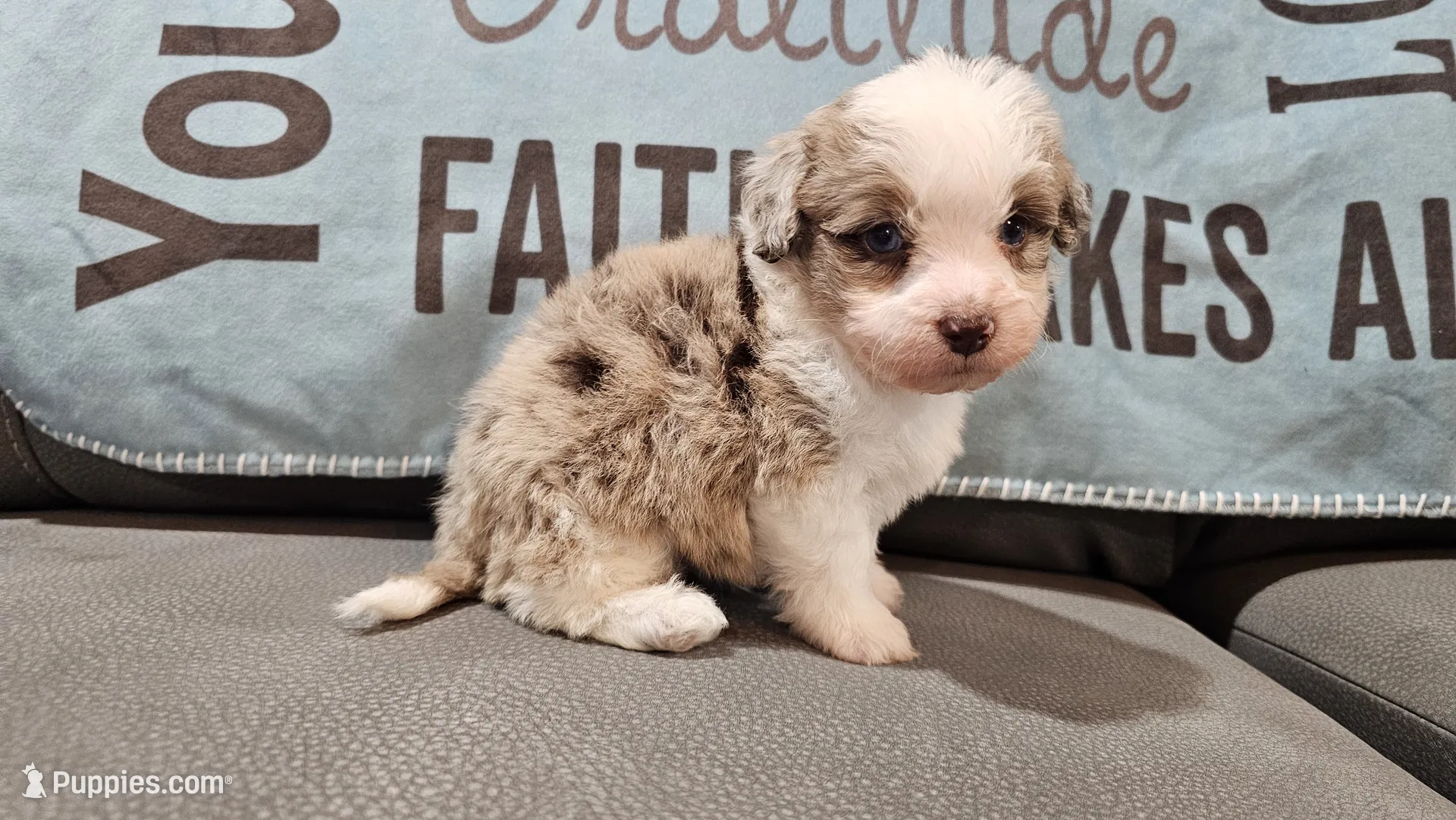 P.celso oc pup ① Toy size Caleb blue eyes !!! – Aussiedoodle Puppy for Sale