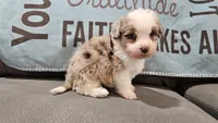 Toy size Caleb blue eyes !!!, a male Aussiedoodle for sale in Springfield, MO – 1 of 10
