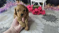 Kylie , a female Maltipoo for sale in Springfield, MO – Photo 6 of 10