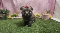 Candice , a female Havanese for sale in Springfield, MO – Photo 3 of 9