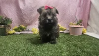 Candice , a female Havanese for sale in Springfield, MO – Photo 1 of 9