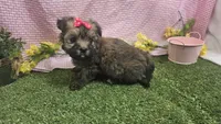 Candice , a female Havanese for sale in Springfield, MO – Photo 9 of 9