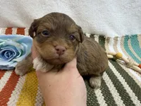 Chip, a male Havanese for sale in Springfield, MO – 4 of 8