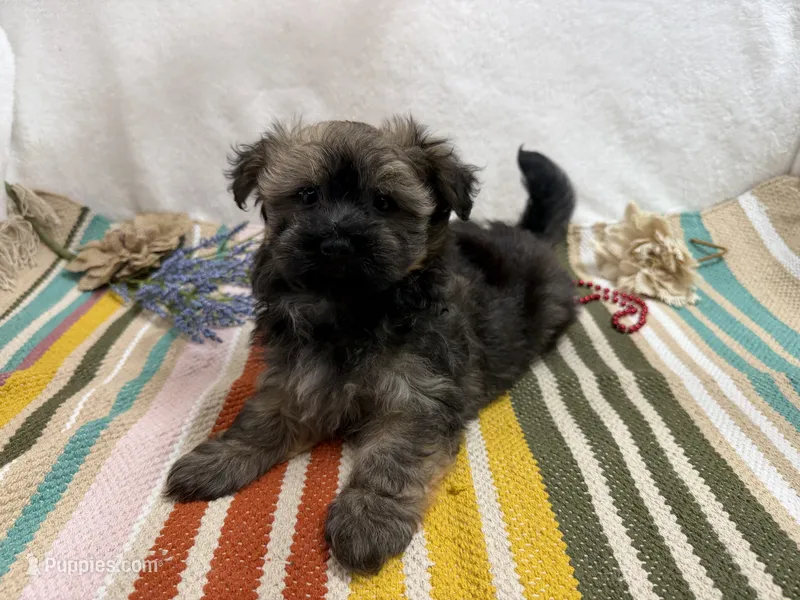 Scout – Havanese puppy for sale in Springfield, MO