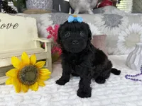 Isabella, a female Havapoo for sale in Springfield, MO – 6 of 10