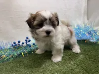 Luka, a male Mal Shi for sale in Springfield, MO – 6 of 9