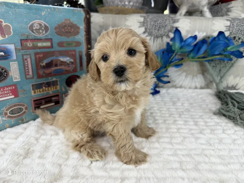 Jax – Havapoo puppy for sale in Springfield, MO