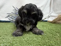 Dallas , a male Havanese for sale in Springfield, MO – 2 of 6