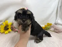 Nichole, a female Havanese for sale in Springfield, MO – 6 of 8