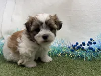 Luka, a male Mal Shi for sale in Springfield, MO – 3 of 9