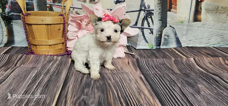 Dixie, a female Yorkshire Terrier for sale in Springfield, MO – Photo 1 of 8