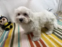 Rowen, a male Maltese for sale in Springfield, MO – 3 of 10