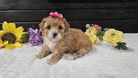 Sage, a female Cavapoo for sale in Springfield, MO – Photo 3 of 6