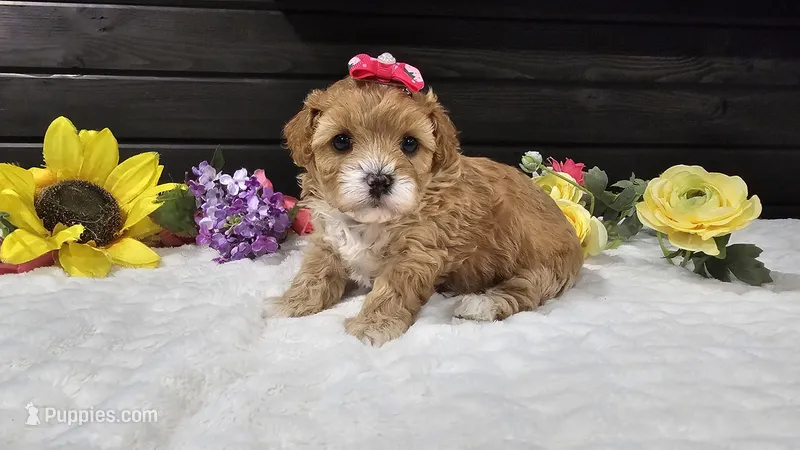 Sage – Cavapoo puppy for sale in Springfield, MO