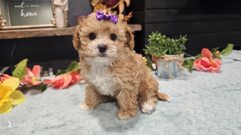 Sage – Cavapoo puppy for sale in Springfield, MO