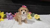 Sage, a female Cavapoo for sale in Springfield, MO – Photo 2 of 6