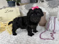 Indie, a female Havapoo for sale in Springfield, MO – 3 of 8