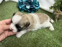 Oscar , a male Mal Shi for sale in Springfield, MO – 4 of 7