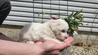 Casper, a male Bichon Frise for sale in Springfield, MO – 5 of 9