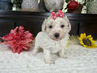 Eden, a female Aussiedoodle for sale in Springfield, MO – 8 of 8