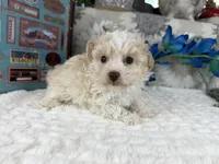 Keeton tiny toy size , a male Aussiedoodle for sale in Springfield, MO – 10 of 10