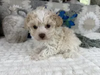 Keeton tiny toy size , a male Aussiedoodle for sale in Springfield, MO – 8 of 10