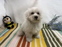 Rowen, a male Maltese for sale in Springfield, MO – 4 of 10