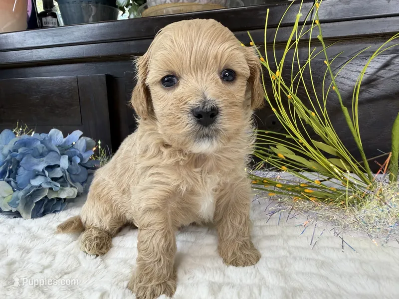 Jax – Havapoo puppy for sale in Springfield, MO