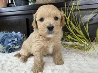 Jax, a male Havapoo for sale in Springfield, MO – 1 of 9