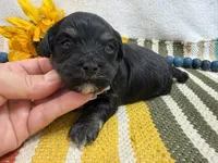 Dexter , a male Havanese for sale in Springfield, MO – 3 of 7