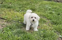 Caleb , a male Bichon Frise for sale in Springfield, MO – Photo 2 of 3