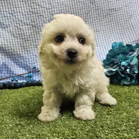 Caleb , a male Bichon Frise for sale in Springfield, MO – Photo 7 of 8