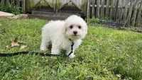Caleb , a male Bichon Frise for sale in Springfield, MO – Photo 3 of 3