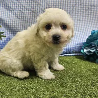Caleb , a male Bichon Frise for sale in Springfield, MO – Photo 5 of 8
