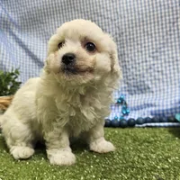 Caleb , a male Bichon Frise for sale in Springfield, MO – Photo 2 of 8