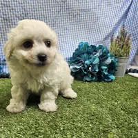 Caleb , a male Bichon Frise for sale in Springfield, MO – Photo 6 of 8