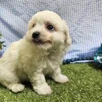 Caleb , a male Bichon Frise for sale in Springfield, MO – Photo 1 of 8