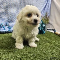 Caleb , a male Bichon Frise for sale in Springfield, MO – Photo 4 of 8