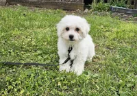 Caleb , a male Bichon Frise for sale in Springfield, MO – Photo 1 of 3