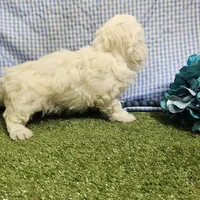 Caleb , a male Bichon Frise for sale in Springfield, MO – Photo 8 of 8