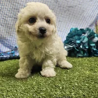 Caleb , a male Bichon Frise for sale in Springfield, MO – Photo 3 of 8