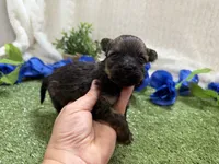 Scout, a male Havanese for sale in Springfield, MO – 4 of 7