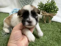 Trent, a male Mal Shi for sale in Springfield, MO – 10 of 10