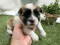 Trent, a male Mal Shi for sale in Springfield, MO – 8 of 10