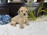Jax, a male Havapoo for sale in Springfield, MO – 8 of 9